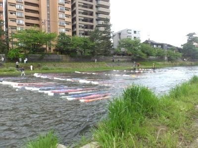 浅野川に流される鯉のぼり