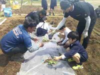 ３年生スイカ苗植え