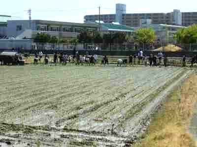 ５年生田植え体験