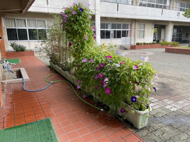 玄関のアサガオ紹介